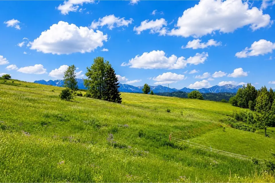 Dzialka – Rzepiska