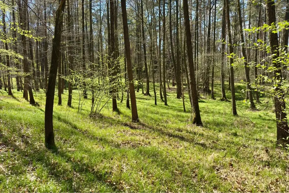 Dzialka – Jankowice