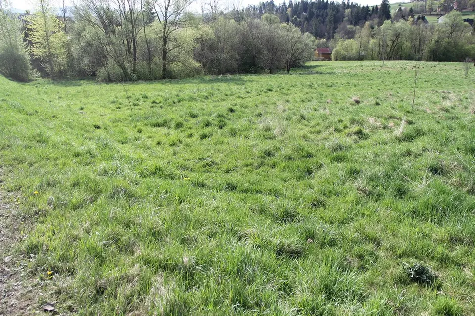 POTENCJAŁ 1,6 HA | SERCE BESKIDU WYSPOWEGO SKOMIELNA BIAŁA | GM.